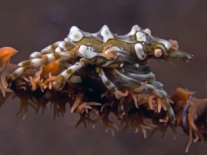Xeno Crab, Tulamben by Doug Anderson 